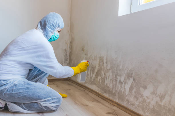 Licensed Basement Mold Remediation service in Union City, PA - Mold Remediation HQ
