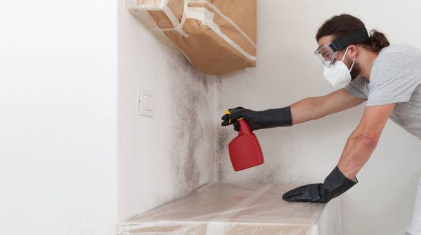 Professional Basement Mold Remediation technician working in Union City, PA