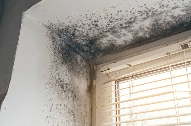 Affordable Basement Mold Remediation solutions in Union City, PA